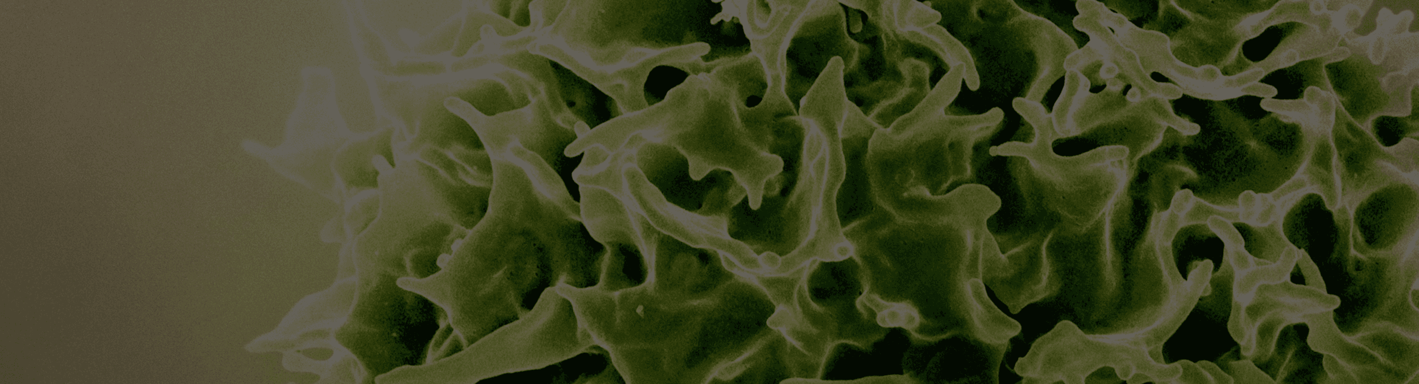 Immune Support